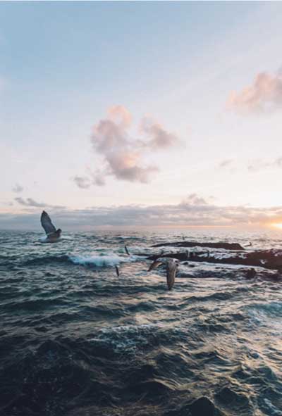 海鸟和鱼相爱下一句