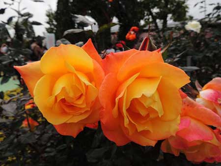 孤芳自赏最心痛下一句