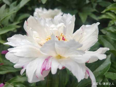 情到深处自然浓下一句