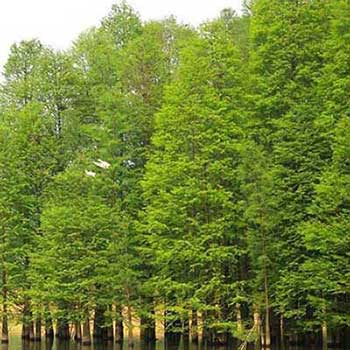 树无根不长的下一句