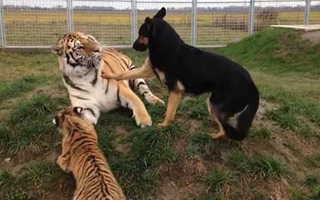 虎落平阳下一句是什么