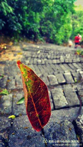 岁月如歌下一句是什么