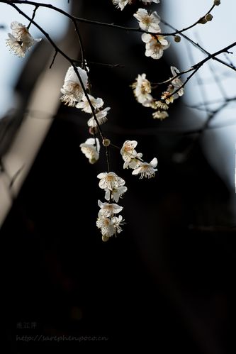 踏雪寻梅下一句
