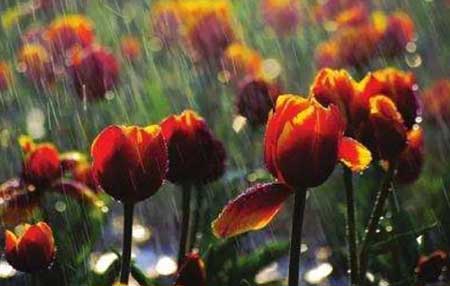 随风潜入夜下一句