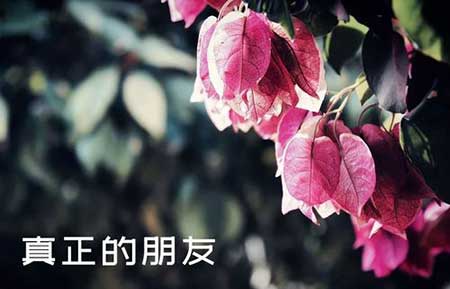 人生得一知己足矣下一句