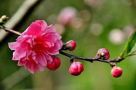 去年今日此门中的下一句