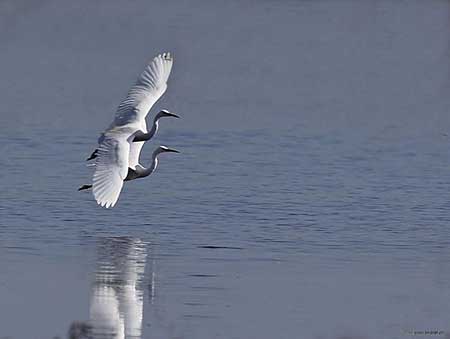 在天愿作比翼鸟下一句