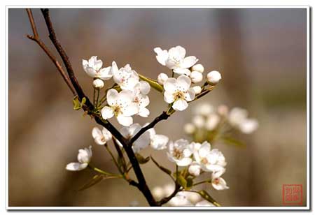 忽如一夜春风来的下一句是什么
