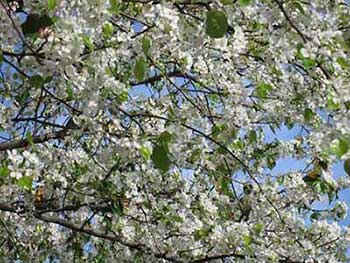 忽如一夜春风来的下一句是什么